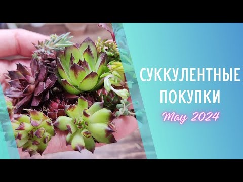 Видео: Распаковка уличных суккулентов 🌱Май 2024