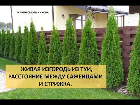 Видео: Живая изгородь из туи , расстояние между саженцами и стрижка.