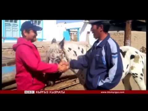 Видео: "Сапар": Аппалуза кыргыздын чаар атынан тараганбы? (Экинчи бөлүгү)- BBC Kyrgyz