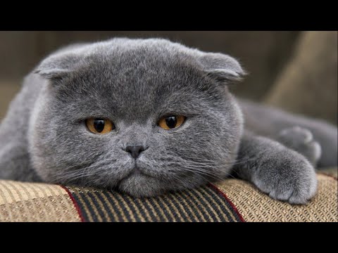 Видео: - А где Тишка? Как это ты ИЗБАВИЛАСЬ от КОТА? Ты что, УБИЛА его?! - Алексей отшатнулся от невесты