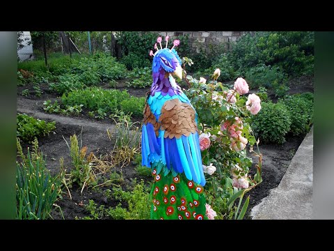 Видео: Яркий павлин для сада