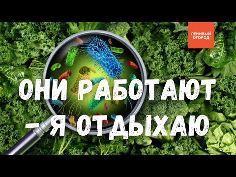 Видео: Что общего между компостом и заготовками на зиму | Микроорганизмы на службе у Ленивого огорода
