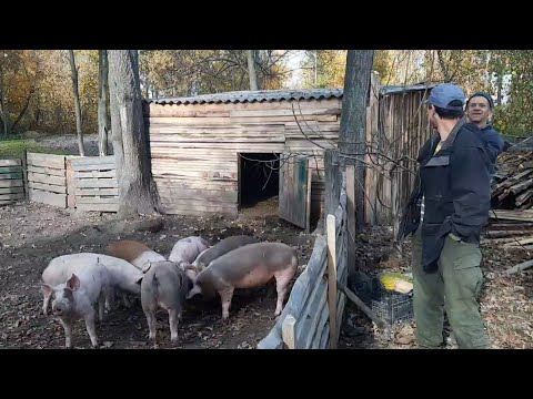 Видео: //Свині як бізнес 0968071976//За Соєвою через свиновода-огородника-на Требухів через Дударків//