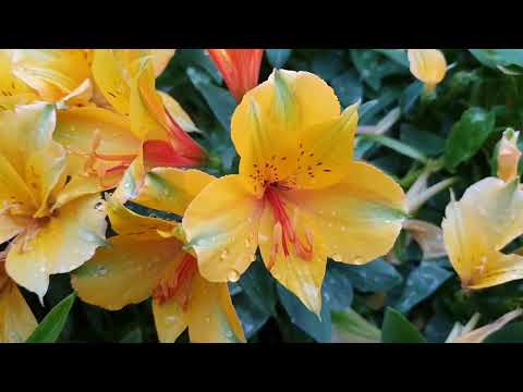 Видео: Альстромерия на балконе и в саду. Июнь 2022