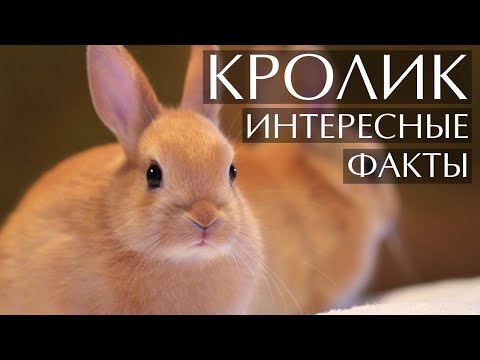 Видео: Кролик - интересные факты