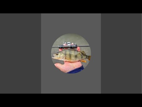 Видео: LEVIIIA в прямом эфире! Окунь