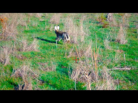Видео: ОХОТА НА ЗАЙЦА !!!УХХХ КАК ОТКРЫЛИСЬ !!!!