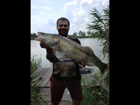 Видео: Мега Судак на макушатник! КОНКУРС!