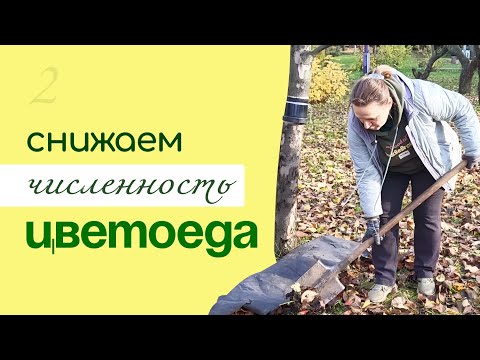 Видео: ПРОФИЛАКТИКА РАЗМНОЖЕНИЯ яблонного ЦВЕТОЕДА