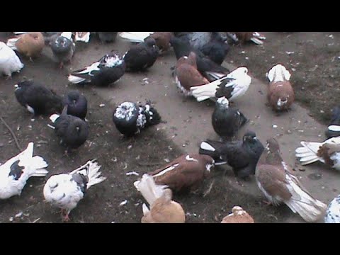 Видео: Николаевские голуби