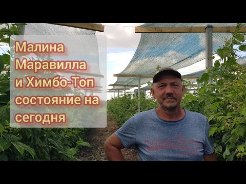 Видео: Маравилла и Химбо-Топ краткий обзор