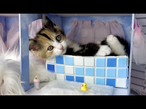 Видео: СПАС Маленького КОТЁНКА и Построил УЮТНЫЙ ДОМ для НЕГО! Кот Миллион