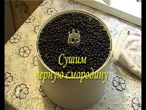 Видео: Сушим черную смородину 😋😋😋