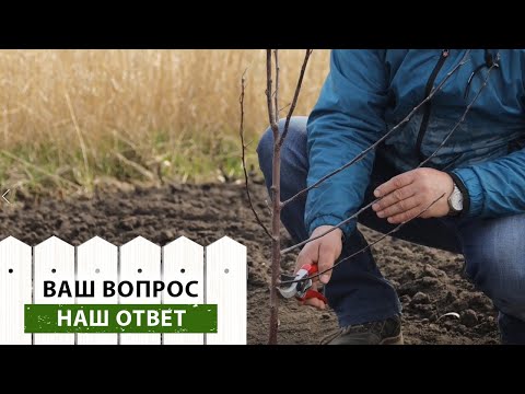Видео: Отвечаем на самые популярные вопросы про обрезку плодовых! Когда лучше всего обрезать сад?