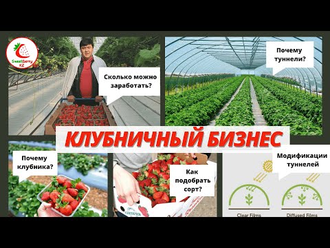 Видео: Клубничный бизнес. Сколько можно заработать на клубнике? Как подобрать сорт?