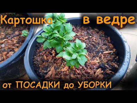 Видео: Картофель в ведре / Сорт Михайловский