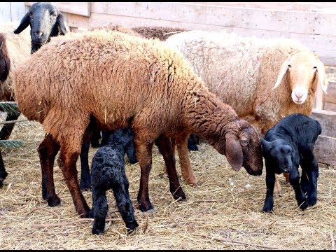Видео: Про болезни овец,витамины, прививки и  препараты.