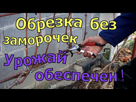 Видео: Виноград .Обрезка на быструю руку.