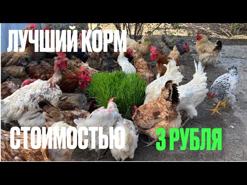 Видео: Гидропоника - ЛУЧШИЙ корм для ВСЕХ животных! 🌱🚀 .