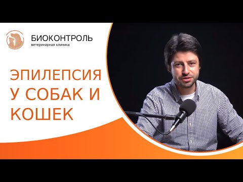 Видео: 🧠 Эпилепсия у собак и кошек: какие бывают приступы, когда начать лечение? Эпилепсия у собак и кошек.