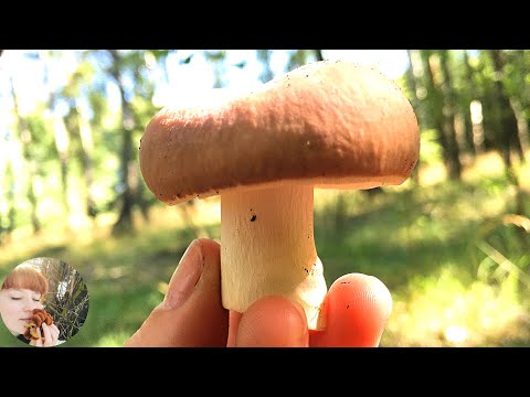 Видео: СЫРОЕЖКИ: как выглядят и как готовить. Мухомор серо-розовый. Russula and Amanita rubescens