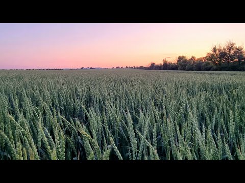 Видео: Выбор сортов озимой пшеницы , агрофон , предшественники