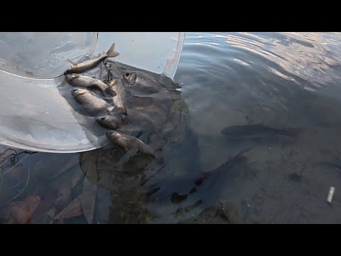 Видео: Велике переселення для малих риб.