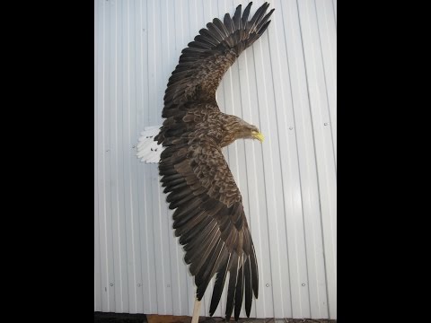 Видео: Изготовление чучела. Орлан-белохвост (Haliaeetus albicilla). Таксидермия. Бахмат Виктор.