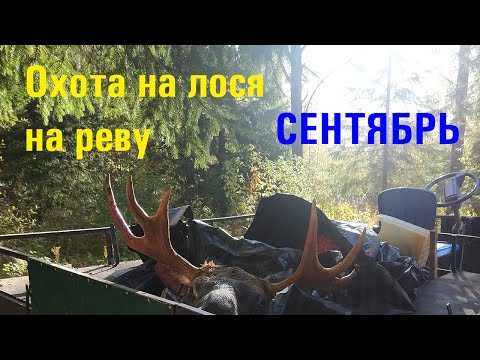 Видео: ОХОТА НА ЛОСЯ ВО ВРЕМЯ ГОНА. (СЕНТЯБРЬ 2020)Moose Hunting