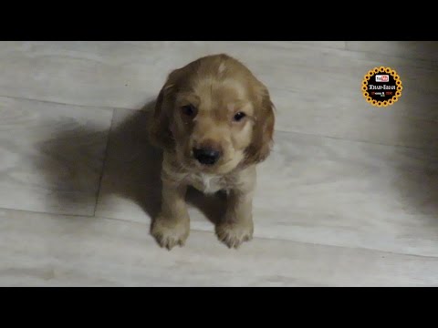 Видео: Собачья жизнь!  Как Ричард хулиганит ))