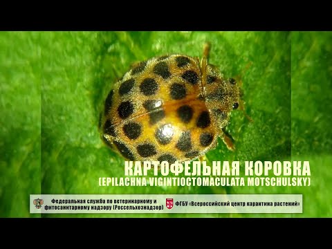 Видео: Картофельная коровка (Epilachna vigintioctomaculata Motschulsky)