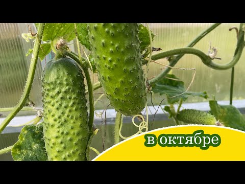 Видео: 6.10.2025 Что в теплицах происходит и растёт...