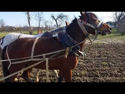 Видео: Культивация огорода парой лошадей