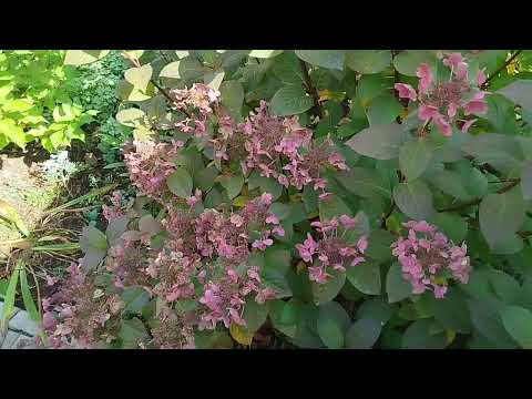 Видео: Осень в моём саду 🍂