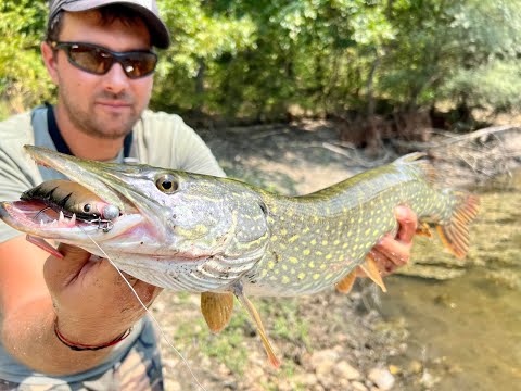 Видео: Разбиващ риболов на щуки с повърхностни примамки и други. Topwater pike fishing.