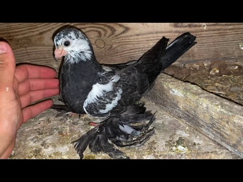 Видео: Летные Узбекские - Игровые Молодые Голуби / Обзор особей которые себя Проявляют / по Линиям