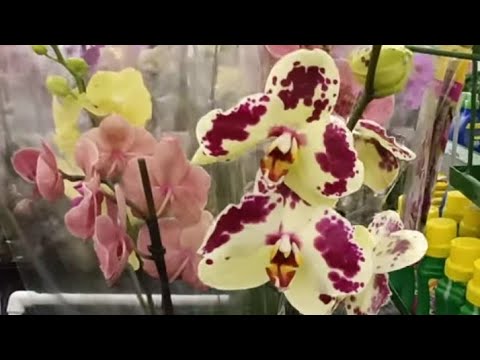 Видео: 21.11.22.ОРХИДЕИ и Новый год в Оби Дыбенко..СПб.