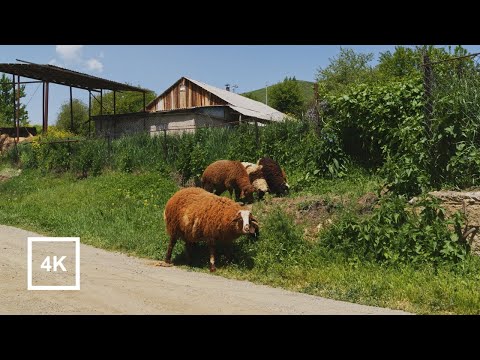 Видео: Расслабляющая прогулка по армянской деревне Меградзор | Countryside Ambience