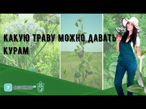 Видео: Какую траву можно давать курам