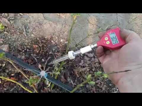 Видео: Подкисление голубики через систему фертигации. Новые вопросы.