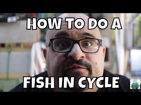 Видео: Как ловить рыбу в цикле