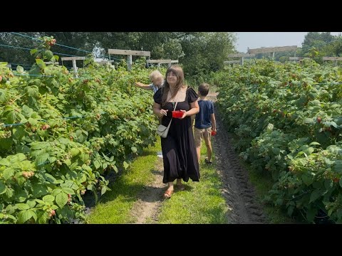 Видео: Канада: ферма, сбор ягод и $ за день. Мой честный опыт.