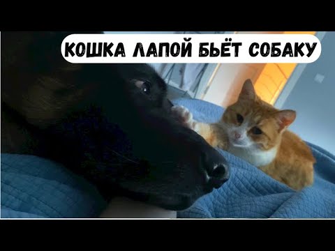 Видео: ПРОГУЛКА С ЛОВЛЕЙ КЛЕЩЕЙ И ЛЕЧЕНИЕМ ЭКЗЕМЫ [влог] - кошка лапой бьет собаку