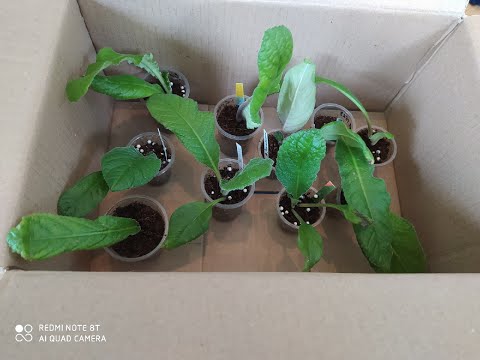 Видео: Новая посылка ( Часть 1 / Стрептокарпусы )