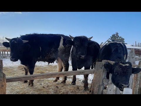 Видео: Итог выращивания 7-ми бычков. Затраты, прибыль.