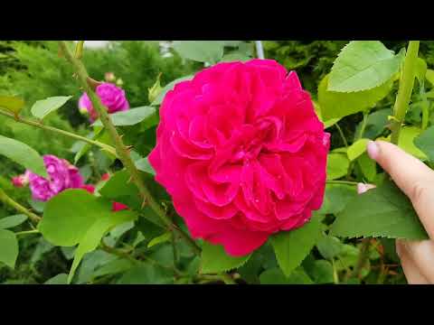 Видео: 🏡🌲Прогулка по саду  после ливней💦💦💦, 2.06.2023г.🌺🍃