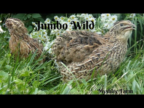 Видео: Все о наших крупных диких перепелах породы котурникс