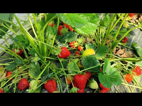 Видео: 🍓 Клубника в Подмосковье, +ответы 🍓