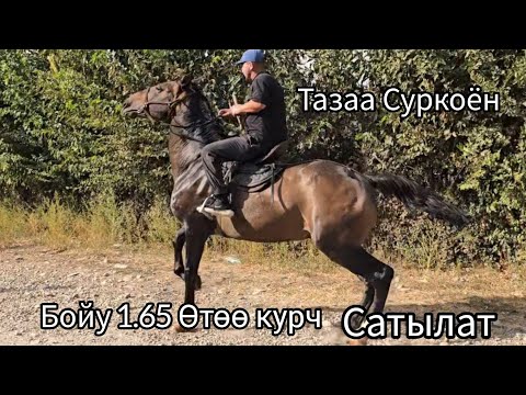 Видео: Бүгүн 1 октября 2025 Тектүү Улагы тамай Ат Сатуга Чыкты #атбазар #жылкыбазар #horse #той #арабскиело