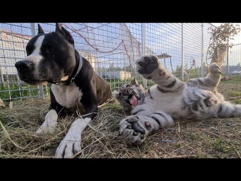 Видео: дом дурдом тигры против питбуля)))))